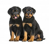 Cachorros Rotwailer (también Rottie, Rott o Weily)