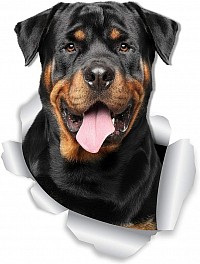 Rottweiler la guía definitiva